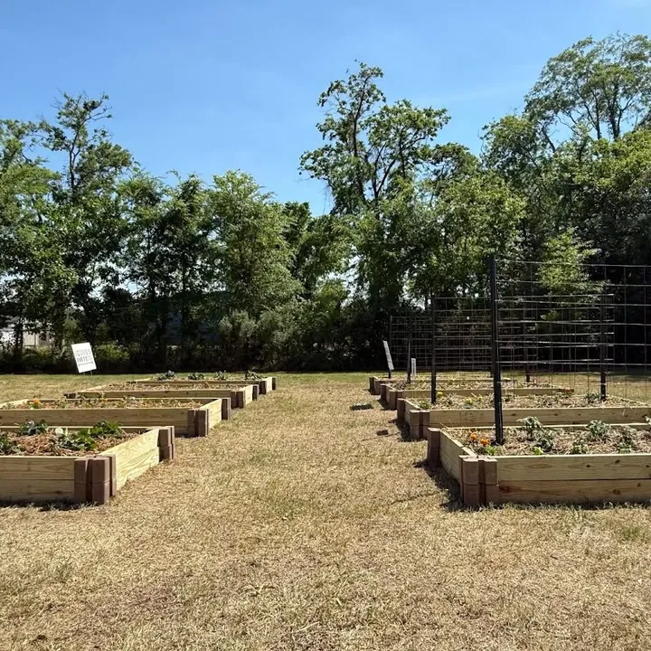 Finished raised garden beds full of young vegetable plants